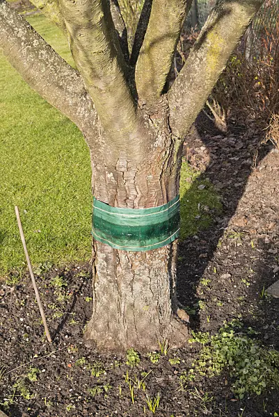 578034 - Glue ring on a fruit tree