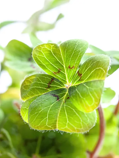 433039 - Glücksklee (Oxalis tetraphylla)