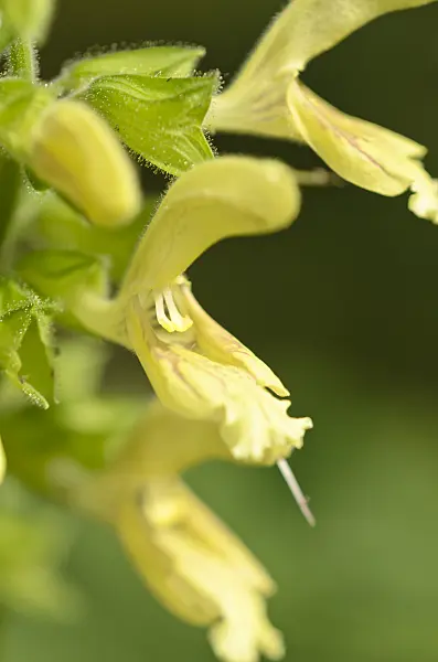 536150 - Glutinous sage (Salvia glutinosa)