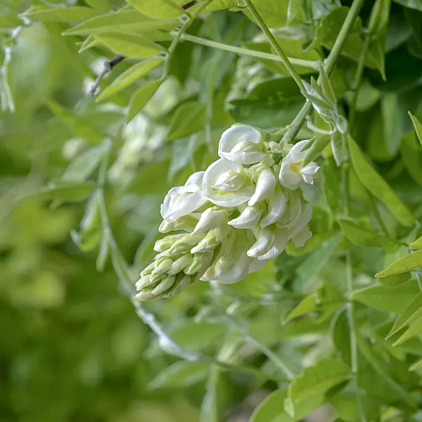 575358 - Glycine de Chine (Wisteria sinensis 'Nivea')