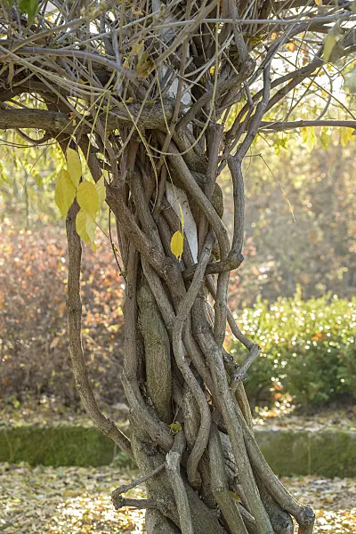 575354 - Glycine floribonde (Wisteria floribunda 'Multijuga')