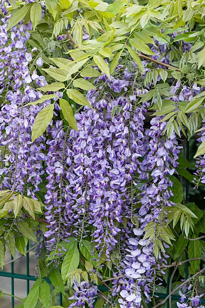 664477 - Glycine floribonde (Wisteria floribunda 'Multijuga')