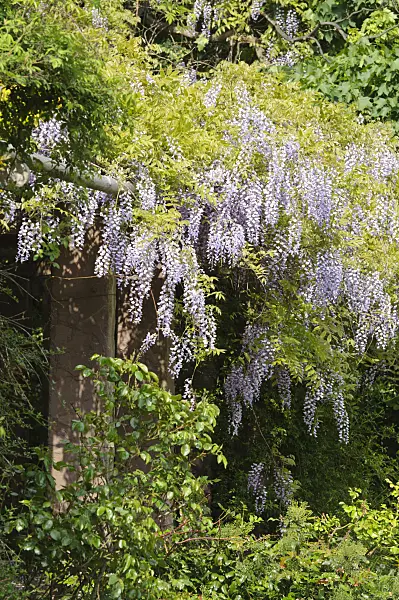 472047 - Glycine (Wisteria)