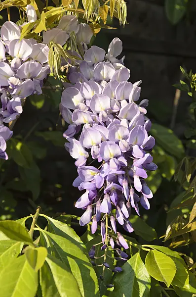 496019 - Glycine (Wisteria)