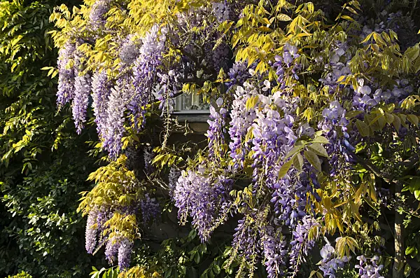 496022 - Glycine (Wisteria)