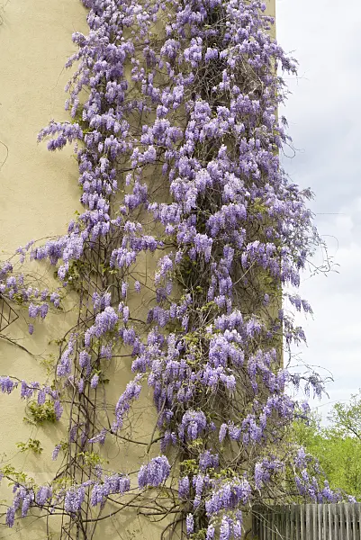 544062 - Glycine (Wisteria)