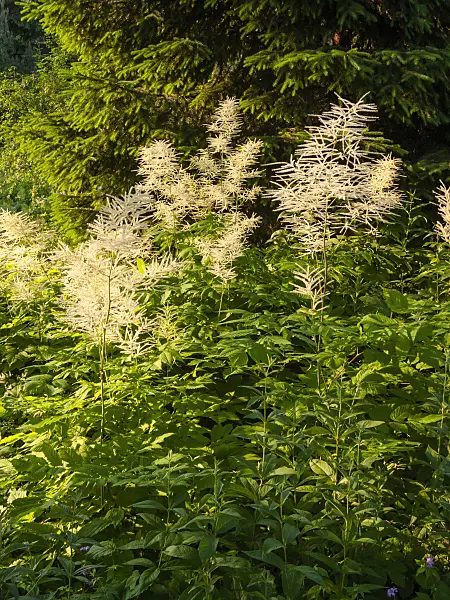 402003 - Goat's beard (Aruncus dioicus)