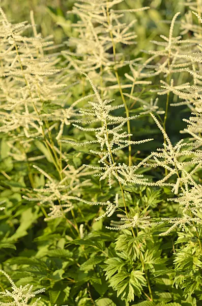 520367 - Goat's beard (Aruncus dioicus)