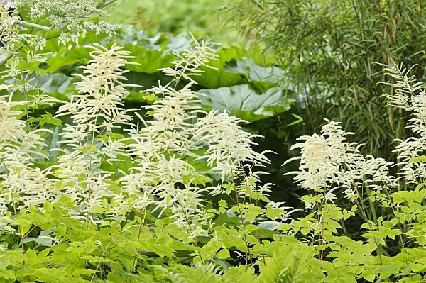 485124 - Goat's beard (Aruncus dioicus 'Zweiweltenkind')