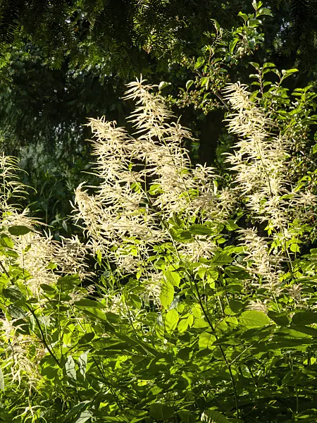 461097 - Goat's beard (Aruncus sinensis)