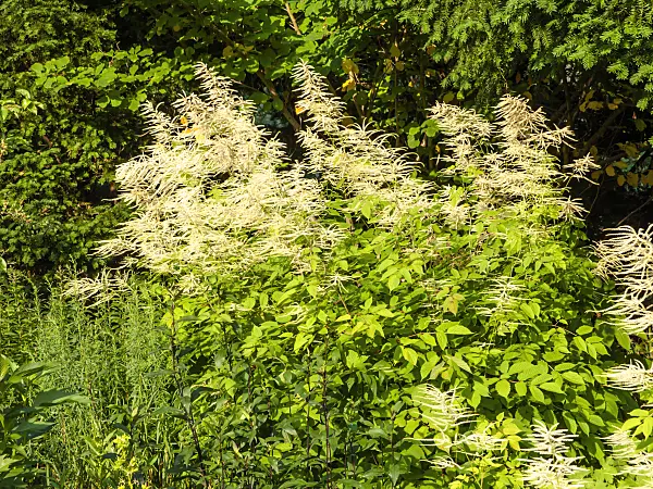 461102 - Goat's beard (Aruncus sinensis)