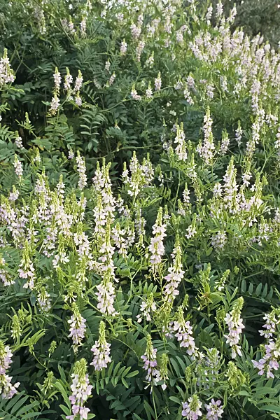 366061 - Goat's rue (Galega officinalis)