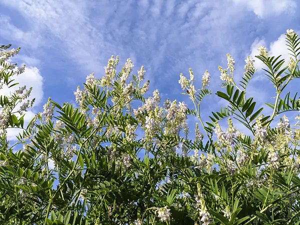 426336 - Goat's rue (Galega officinalis)