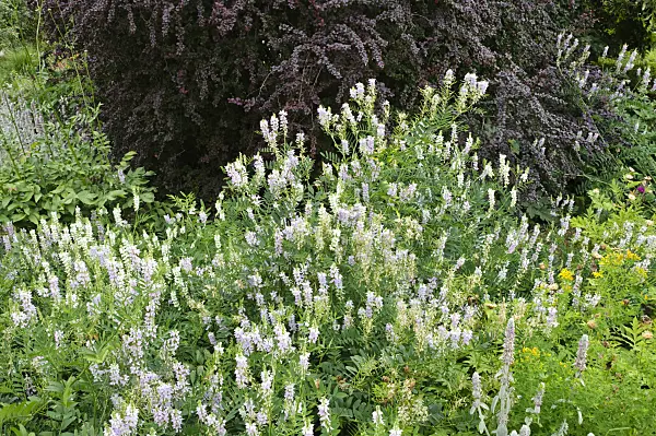 474039 - Goat's rue (Galega officinalis)