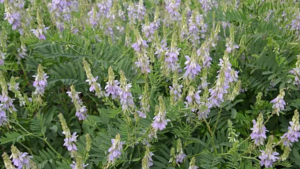 497303 - Goat's rue (Galega officinalis)