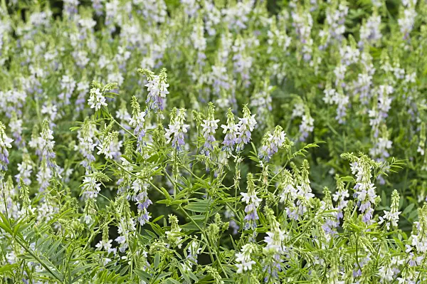 509238 - Goat's rue (Galega officinalis)