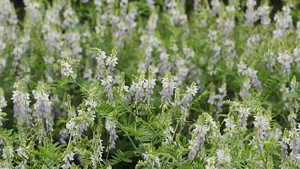 509243 - Goat's rue (Galega officinalis)