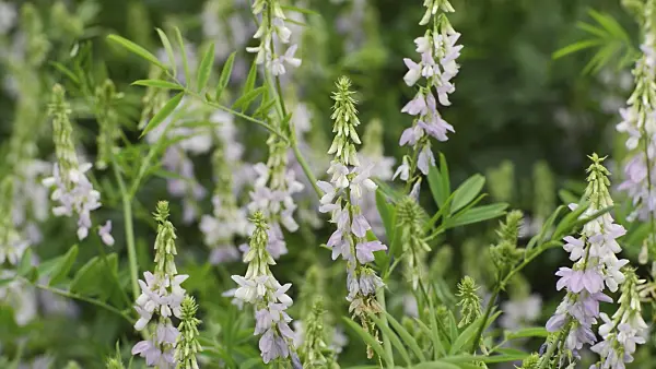 509244 - Goat's rue (Galega officinalis)