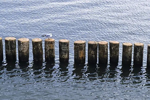 372016 - Goéland (Larus) sur un brise-lame, Allemagne