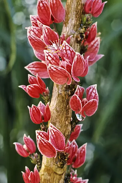 371009 - Goethea strictiflora syn. Goethea cauliflora