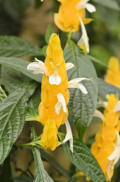 531101 - Goldähre (Pachystachys lutea)