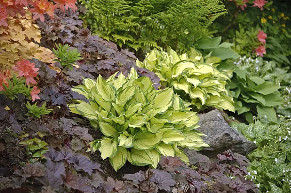 517453 - Goldblattfunkie (Hosta Gold Standard) und Purpurglöckchen (Heuchera micrantha 'Palace Purple')