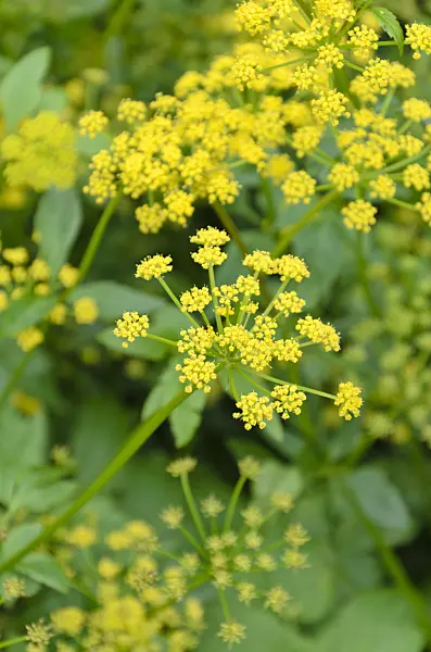 508141 - Golden Alexanders (Zizia aurea)