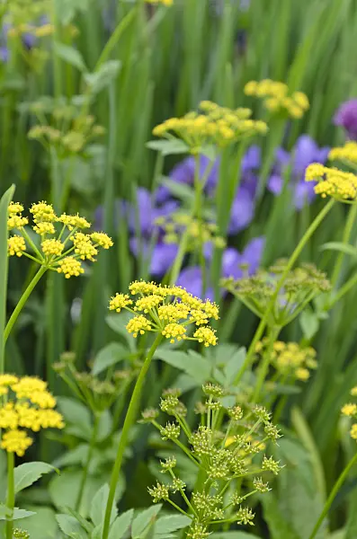 508142 - Golden Alexanders (Zizia aurea)
