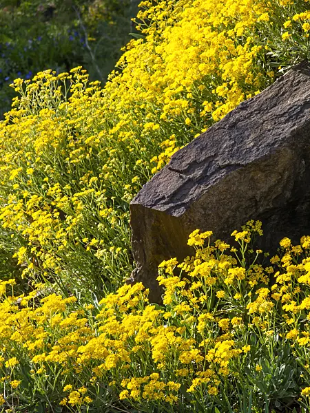448027 - Golden alyssum (Aurinia saxatilis syn. Alyssum saxatile)