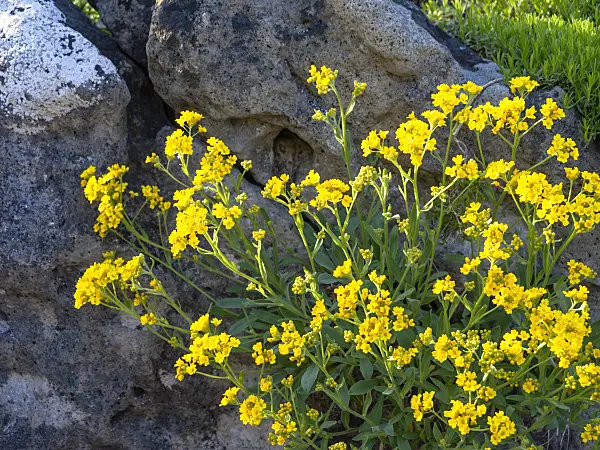 459028 - Golden alyssum (Aurinia saxatilis syn. Alyssum saxatile)