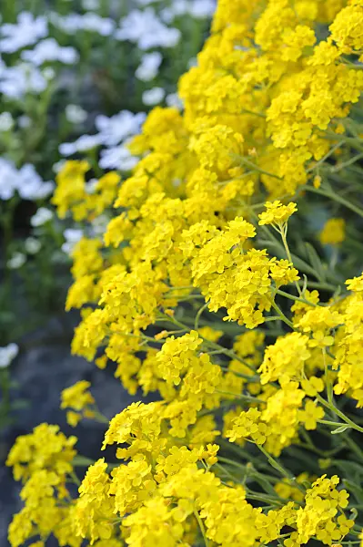 471171 - Golden alyssum (Aurinia saxatilis syn. Alyssum saxatile)