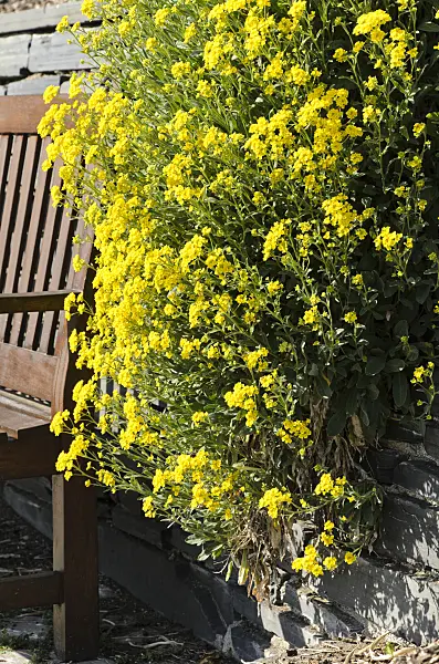 495195 - Golden alyssum (Aurinia saxatilis syn. Alyssum saxatile)