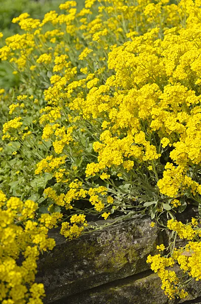 531171 - Golden alyssum (Aurinia saxatilis syn. Alyssum saxatile)