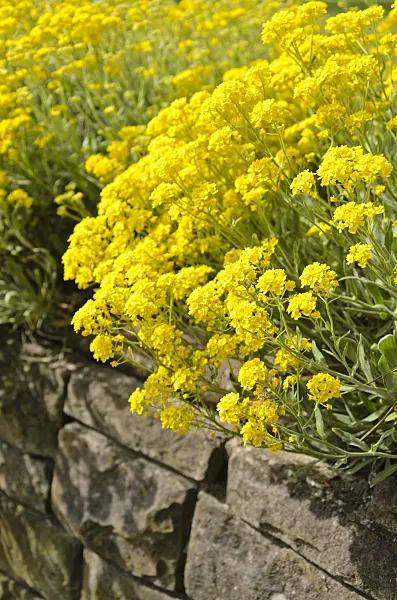 531172 - Golden alyssum (Aurinia saxatilis syn. Alyssum saxatile)