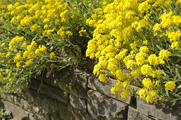 531173 - Golden alyssum (Aurinia saxatilis syn. Alyssum saxatile)