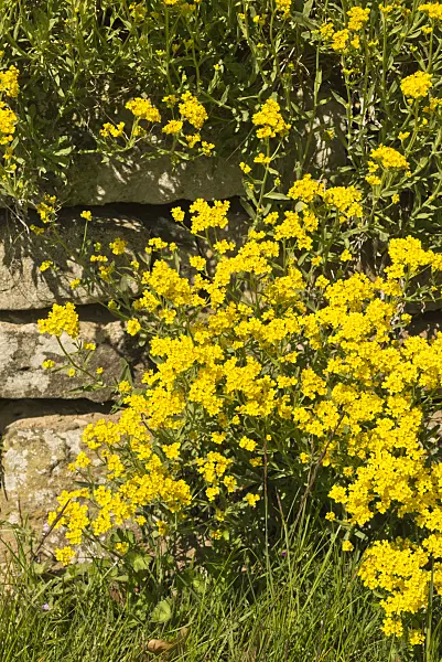 556083 - Golden alyssum (Aurinia saxatilis syn. Alyssum saxatile)