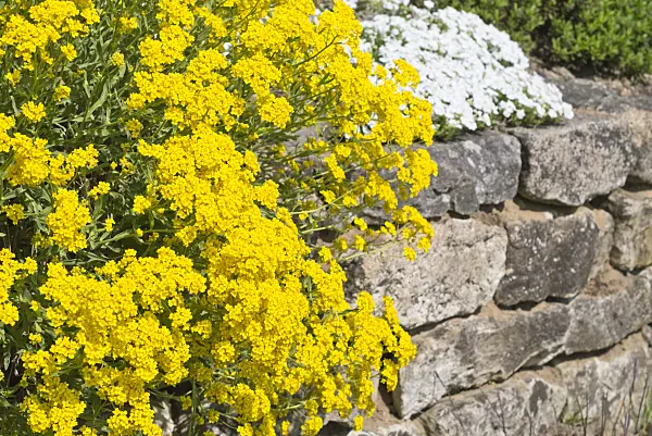 556096 - Golden alyssum (Aurinia saxatilis syn. Alyssum saxatile)