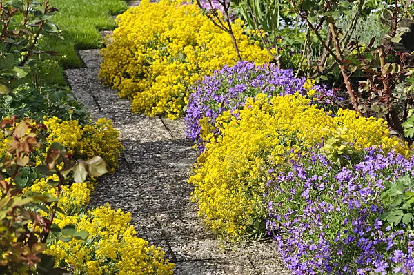 484133 - Golden alyssum (Aurinia saxatilis syn. Alyssum saxatile) and aubrieta (Aubrieta)
