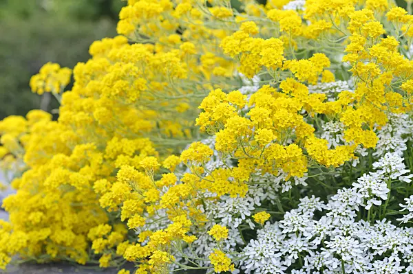 471331 - Golden alyssum (Aurinia saxatilis syn. Alyssum saxatile) and evergreen candytuft (Iberis sempervirens)