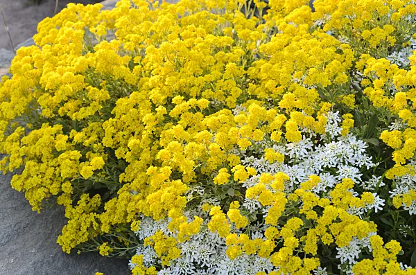 508016 - Golden alyssum (Aurinia saxatilis syn. Alyssum saxatile) and evergreen candytuft (Iberis sempervirens 'Weisser Zwerg')