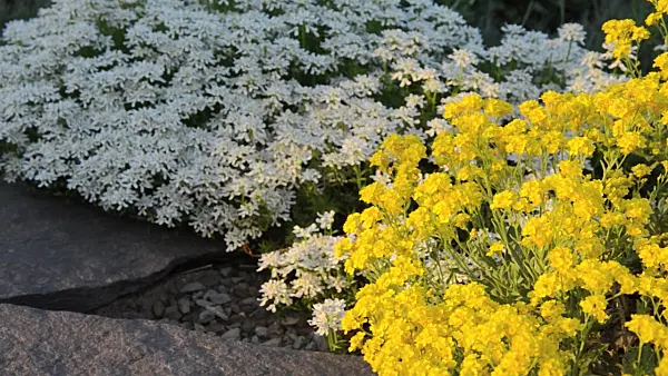 508032 - Golden alyssum (Aurinia saxatilis syn. Alyssum saxatile) and evergreen candytuft (Iberis sempervirens 'Weisser Zwerg')