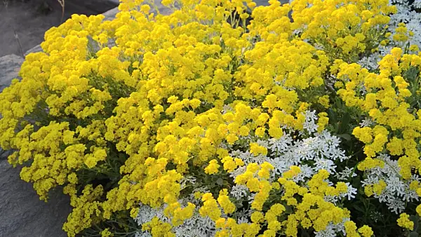 508033 - Golden alyssum (Aurinia saxatilis syn. Alyssum saxatile) and evergreen candytuft (Iberis sempervirens 'Weisser Zwerg')
