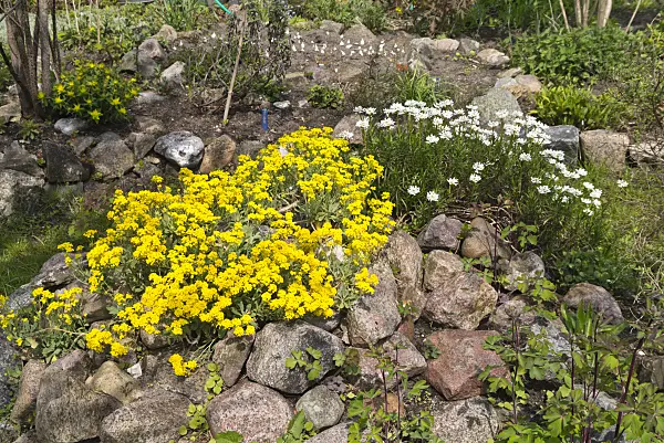 556093 - Golden alyssum (Aurinia saxatilis syn. Alyssum saxatile) and evergreen candytuft (Iberis sempervirens)