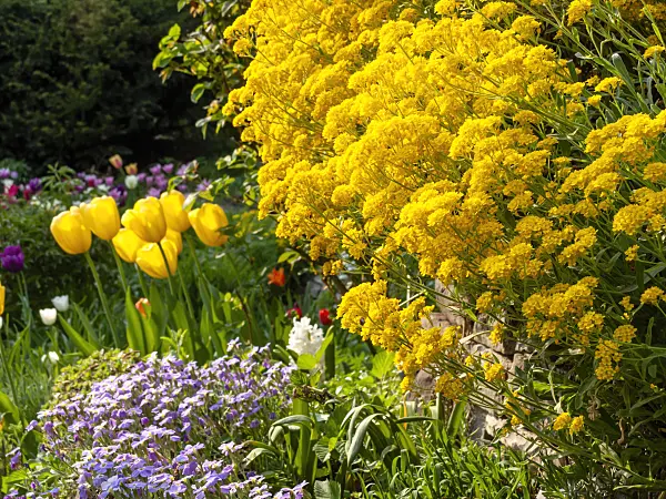 437205 - Golden alyssum (Aurinia saxatilis syn. Alyssum saxatile) and tulip (Tulipa)
