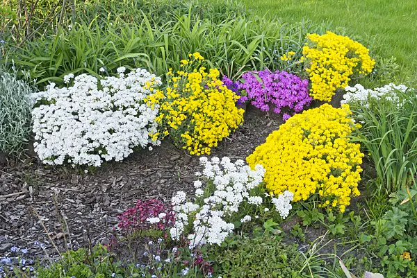 556102 - Golden alyssum (Aurinia saxatilis syn. Alyssum saxatile), evergreen candytuft (Iberis sempervirens) and moss phlox (Phlox subulata)