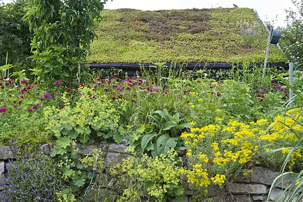 557042 - Golden alyssum (Aurinia saxatilis syn. Alyssum saxatile), lady's mantles (Alchemilla) and sweet William (Dianthus barbatus)