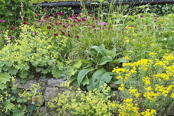 557043 - Golden alyssum (Aurinia saxatilis syn. Alyssum saxatile), lady's mantles (Alchemilla) and sweet William (Dianthus barbatus)