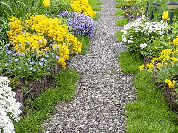 484164 - Golden alyssum (Aurinia saxatilis syn. Alyssum saxatile), moss phlox (Phlox subulata) and evergreen candytuft (Iberis sempervirens)