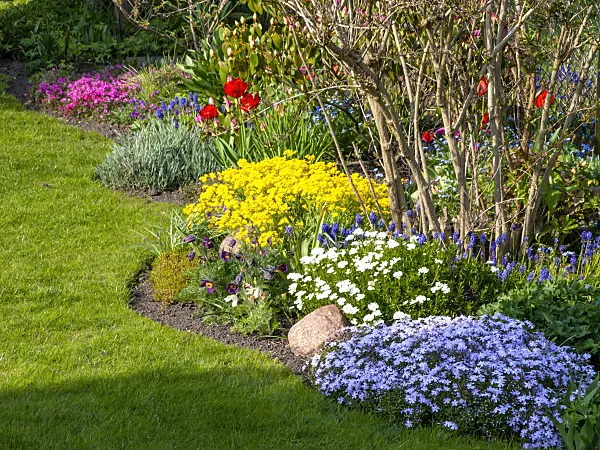 459075 - Golden alyssum (Aurinia saxatilis syn. Alyssum saxatile), moss phlox (Phlox subulata), evergreen candytuft (Iberis sempervirens), Armenian grape hyacinth (Muscari armeniacum) and tulip (Tulipa)