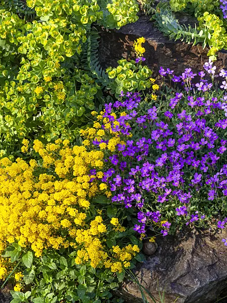 460047 - Golden alyssum (Aurinia saxatilis syn. Alyssum saxatile), purple rock cress (Aubrieta deltoidea) and blue spurge (Euphorbia myrsinites)
